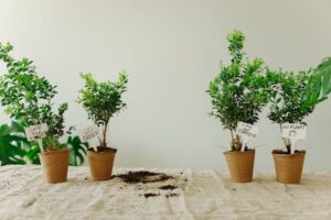 Prachtige bonsai binnen bij The Bonsaïst